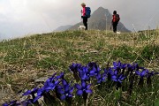 19 Genziana primaticcia (Gentiana verna) con vista in Pizzo Vescovo